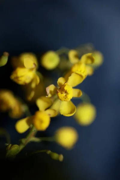 Fiore Fiore Berberis Aquifolium Famiglia Berberidaceae Macro Sfondo Moderno Alta — Foto Stock