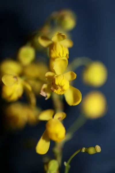 Kwiat Kwiat Berberis Aquifolium Rodzina Berberidaceae Makro Tło Nowoczesne Wysokiej — Zdjęcie stockowe