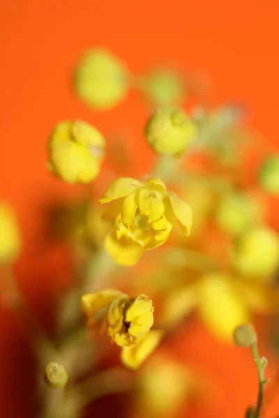 Flor Flor Berberis Aquifolium Familia Berberidaceae Macro Fondo Moderno Alta — Foto de Stock