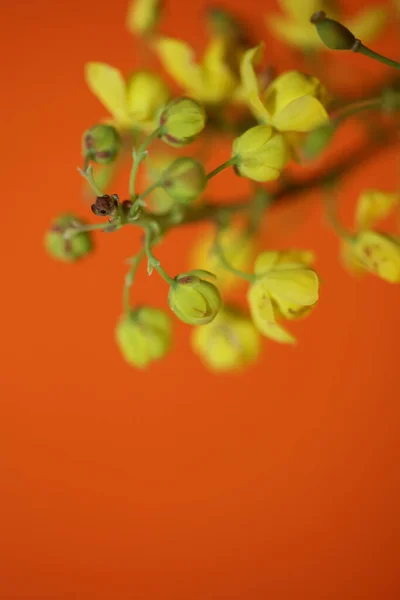 Flor Flor Berberis Aquifolium Familia Berberidaceae Macro Fondo Moderno Alta — Foto de Stock