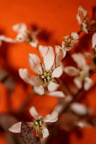 White Spring Flower Blossom Close Prunus Spinosa Family Rosaceae Modern — Stock Photo, Image