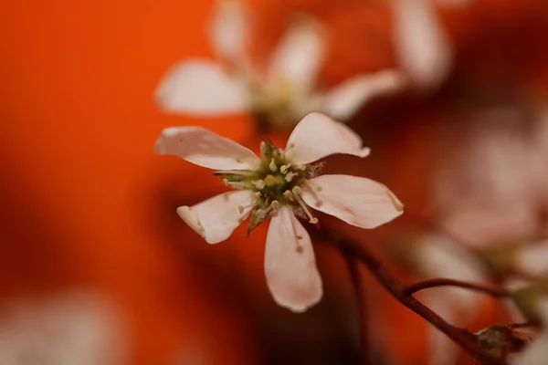 白春花紧密贴在红松科红松科现代背景高质量大号印刷品上 — 图库照片