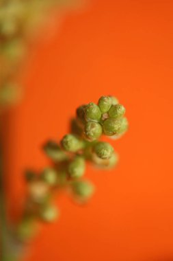 Bahar mevsimi meyveleri Prunus lusitanica ailesi rosaceae modern arka plan yüksek kalite botanik baskılar