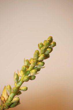 Bahar mevsimi meyveleri Prunus lusitanica ailesi rosaceae modern arka plan yüksek kalite botanik baskılar