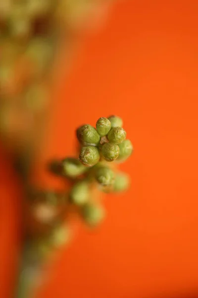 Frutos Rama Primavera Prunus Lusitanica Familia Rosaceae Fondo Moderno Estampados — Foto de Stock