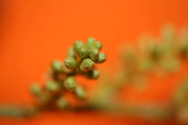 Primavera Ramo Frutas Prunus Lusitanica Família Rosaceae Moderno Fundo Alta — Fotografia de Stock