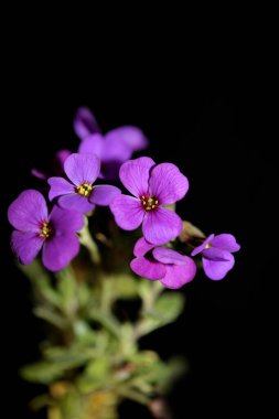 Mor küçük çiçek. Çiçek açan Aubrieta deltoidea ailesi. Brasicaceae mor kaya teresi.