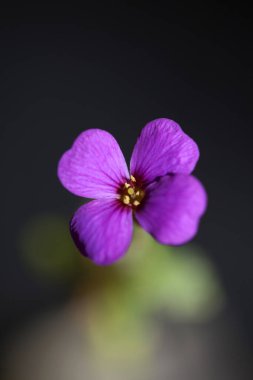 Mor küçük çiçek. Çiçek açan Aubrieta deltoidea ailesi. Brasicaceae mor kaya teresi.