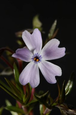 Çiçek tomurcukları, Phlox Sabulata L. Aile polemoniaceae btaniacal modern yüksek kalite büyük kalite eğitim baskısı