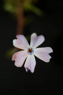 Çiçek tomurcukları, Phlox Sabulata L. Aile polemoniaceae btaniacal modern yüksek kalite büyük kalite eğitim baskısı