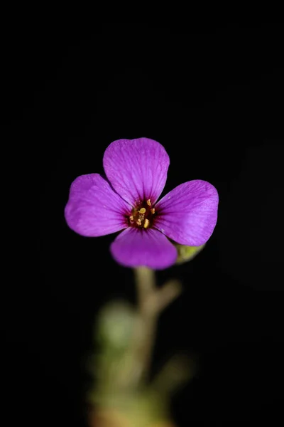 Fialový Malý Květ Zblízka Kvetoucí Aubrieta Deltoidea Rodina Brasicaceae Fialová — Stock fotografie