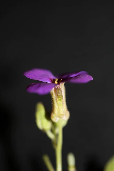 Fioletowy Mały Kwiat Bliska Kwitnący Aubrieta Deltoidea Rodzina Brasicaceae Fioletowy — Zdjęcie stockowe