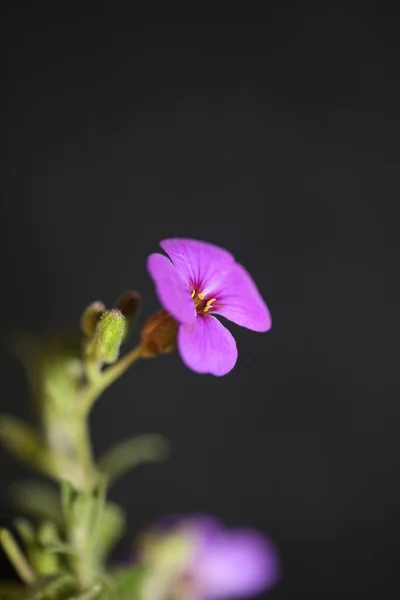 Μωβ Μικρό Λουλούδι Κοντά Ανθίζοντας Aubrieta Deltoidea Οικογένεια Brasicaceae Μοβ — Φωτογραφία Αρχείου