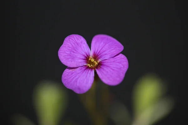 Petite Fleur Violette Gros Plan Floraison Aubrieta Deltoidea Famille Brasicaceae — Photo