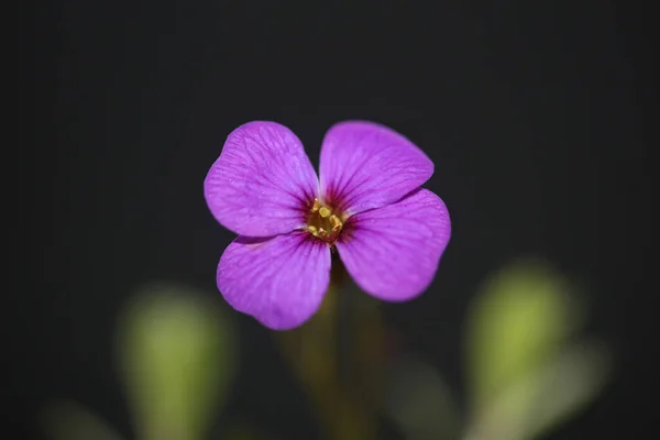 Fioletowy Mały Kwiat Bliska Kwitnący Aubrieta Deltoidea Rodzina Brasicaceae Fioletowy — Zdjęcie stockowe