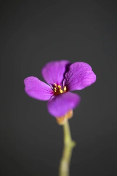Fioletowy Mały Kwiat Bliska Kwitnący Aubrieta Deltoidea Rodzina Brasicaceae Fioletowy — Zdjęcie stockowe