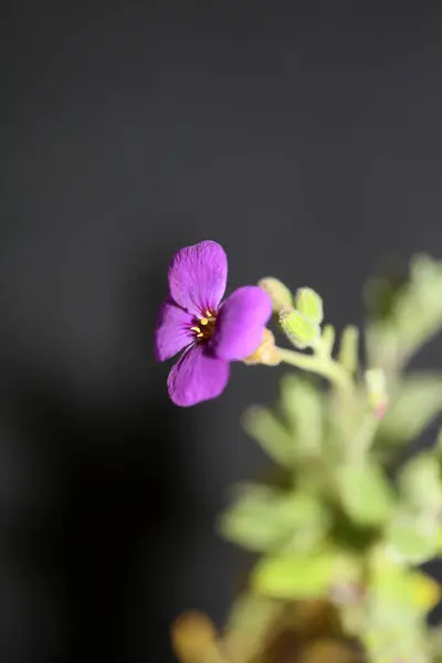 Fioletowy Mały Kwiat Bliska Kwitnący Aubrieta Deltoidea Rodzina Brasicaceae Fioletowy — Zdjęcie stockowe