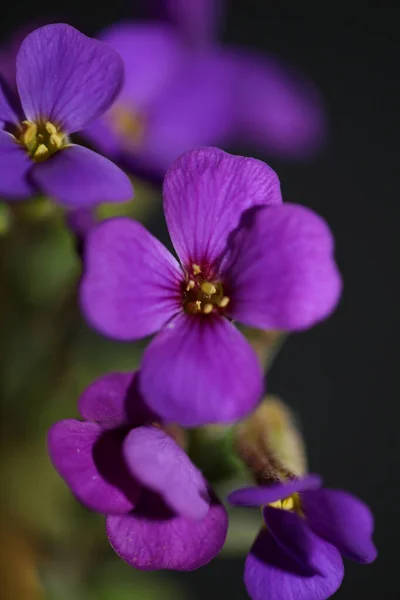 Фиолетовый Цветок Закрывает Цветущий Aubrieta Deltoidea Семейство Brasicaceae Фиолетовый Рок — стоковое фото