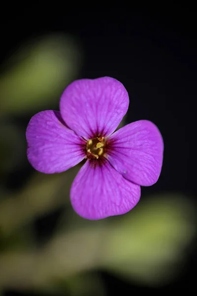 Lila Kleine Blume Nahaufnahme Blühende Aubrieta Deltoidea Familie Brasicaceae Lila — Stockfoto