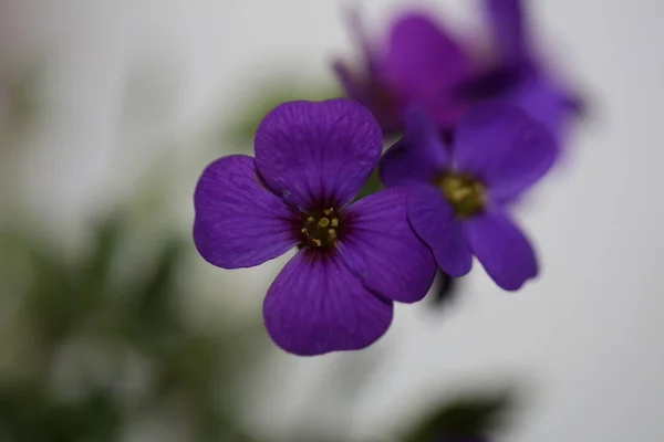 Фиолетовый Цветок Закрывает Цветущий Aubrieta Deltoidea Семейство Brasicaceae Фиолетовый Рок — стоковое фото