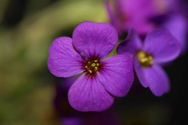 Фиолетовый Цветок Закрывает Цветущий Aubrieta Deltoidea Семейство Brasicaceae Фиолетовый Рок — стоковое фото