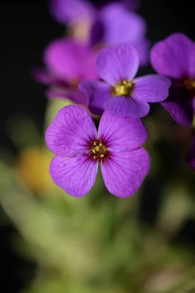 紫色の小さな花が花を閉じますオブリエタ デルトアイデア家ブラジケア紫色の岩は 現代の植物高品質の大きなサイズのプリントを愛撫 — ストック写真