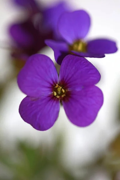 Фиолетовый Цветок Закрывает Цветущий Aubrieta Deltoidea Семейство Brasicaceae Фиолетовый Рок — стоковое фото