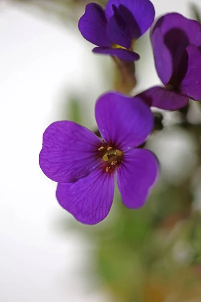 紫色の小さな花が花を閉じますオブリエタ デルトアイデア家ブラジケア紫色の岩は 現代の植物高品質の大きなサイズのプリントを愛撫 — ストック写真