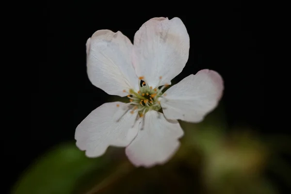 Biały Kwiat Kwitnący Bliska Prunus Cerasifera Rodzina Rosaceae Botaniczne Duże — Zdjęcie stockowe