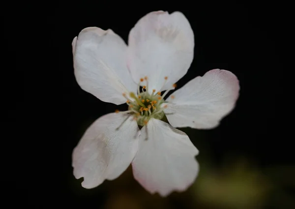 Fehér Virág Virágzik Közelről Prunus Cerasifera Család Rozácea Botanikai Nagy — Stock Fotó