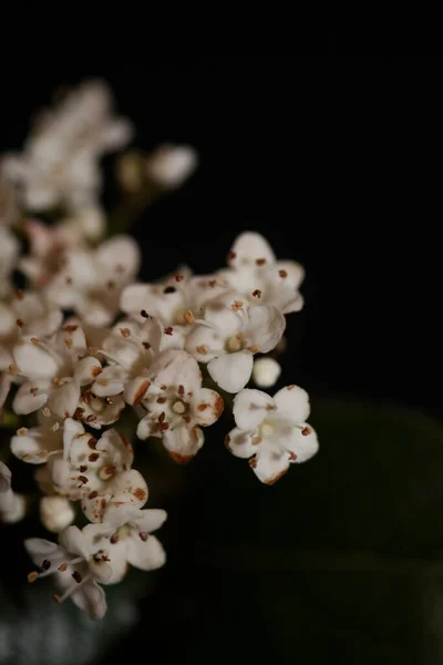 Flor Pequeña Blanca Viburnum Tinus Familia Adoxaceae Botánica Moderna Alta — Foto de Stock