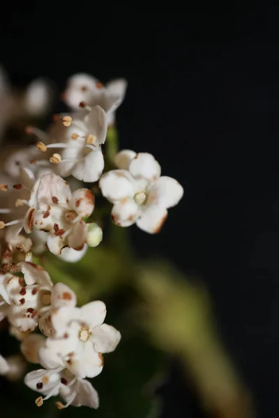 Biały Mały Kwiat Kwitnący Viburnum Tinus Rodzina Adoxaceae Botaniczne Nowoczesny — Zdjęcie stockowe