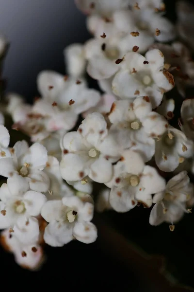 Biały Mały Kwiat Kwitnący Viburnum Tinus Rodzina Adoxaceae Botaniczne Nowoczesny — Zdjęcie stockowe