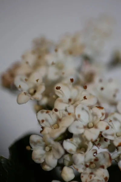 Flor Pequena Branca Floração Viburnum Tinus Família Adoxaceae Botânica Moderna — Fotografia de Stock