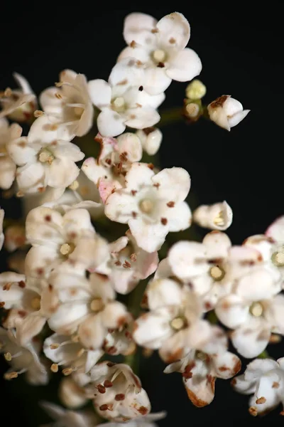 Fehér Kis Virág Virágzó Viburnum Tinus Család Adoxaceae Botanikai Modern — Stock Fotó