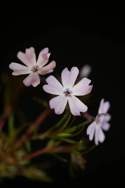 Kwiat Kwiat Zbliżenie Phlox Sabulata Rodzina Polemoniaceae Btaniacal Nowoczesny Wysokiej — Zdjęcie stockowe