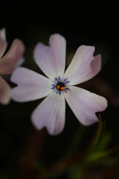 Blütenpracht Aus Nächster Nähe Phlox Sabulata Familie Polemoniaceae Btaniacal Moderne — Stockfoto