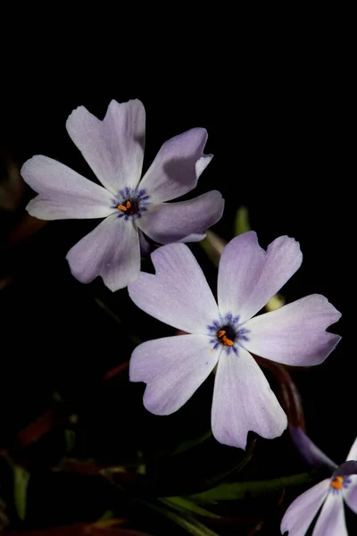 Kwiat Kwiat Zbliżenie Phlox Sabulata Rodzina Polemoniaceae Btaniacal Nowoczesny Wysokiej — Zdjęcie stockowe