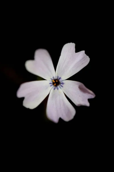 Blütenpracht Aus Nächster Nähe Phlox Sabulata Familie Polemoniaceae Btaniacal Moderne — Stockfoto