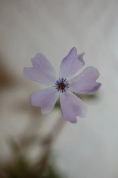 Flower Blossom Close Phlox Sabulata Family Polemoniaceae Btaniacal Modern High — Stock Photo, Image