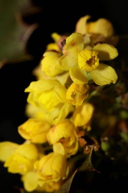 Çiçek açan sarı Berberis aquifolium ailesi berberidaceae makro arka plan modern yüksek kaliteli botanik büyük boy baskılar