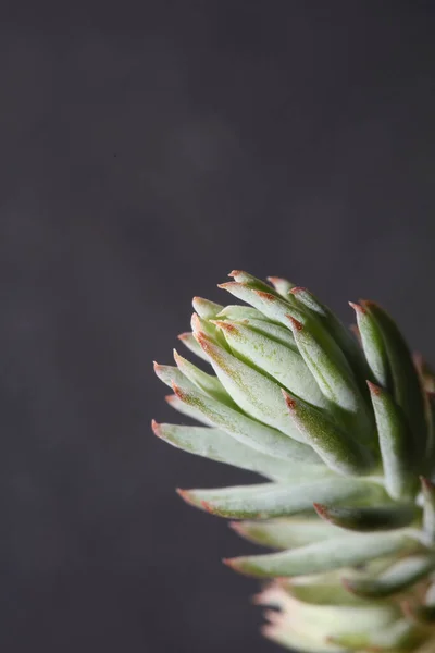 Saftiga Blomblad Nära Håll Sedum Ochroleucum Chaix Family Crassulaceae Botanisk — Stockfoto