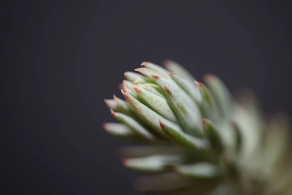 Saftiga Blomblad Nära Håll Sedum Ochroleucum Chaix Family Crassulaceae Botanisk — Stockfoto