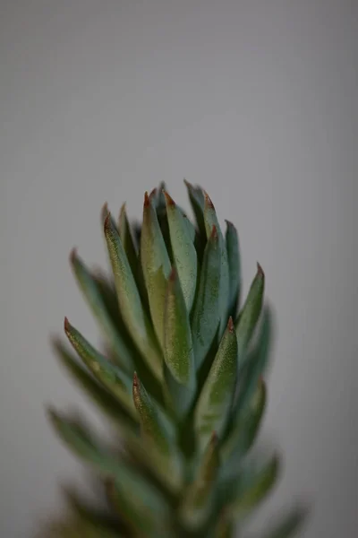 Feuilles Fleurs Succulentes Gros Plan Sedum Ochroleucum Chaix Family Crassulaceae — Photo