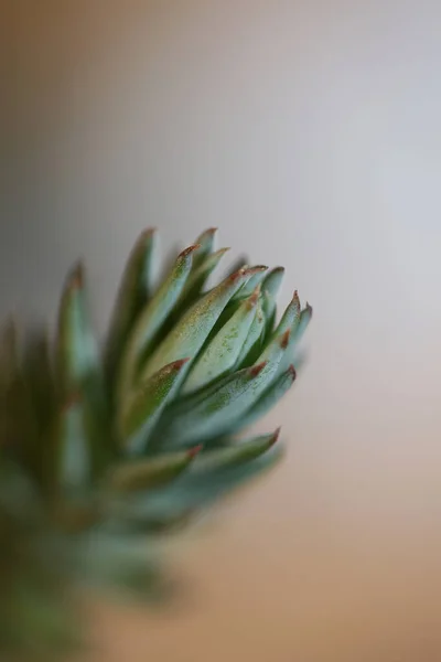 Saftiga Blomblad Nära Håll Sedum Ochroleucum Chaix Family Crassulaceae Botanisk — Stockfoto