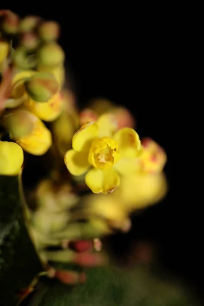 Kwiat Kwitnący Żółty Berberis Aquifolium Rodzina Berberidaceae Makro Tło Nowoczesne — Zdjęcie stockowe