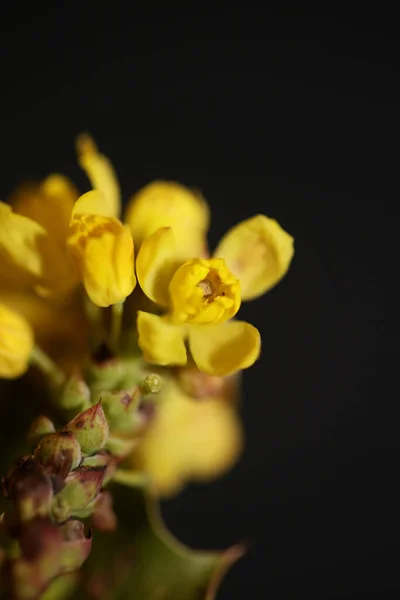 Flor Flor Amarillo Berberis Aquifolium Familia Berberidaceae Macro Fondo Moderno —  Fotos de Stock