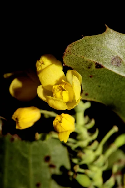 Fioritura Fiore Giallo Berberis Aquifolium Famiglia Berberidaceae Macro Sfondo Moderno — Foto Stock