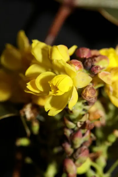 Fioritura Fiore Giallo Berberis Aquifolium Famiglia Berberidaceae Macro Sfondo Moderno — Foto Stock