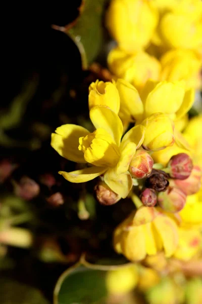 Kwiat Kwitnący Żółty Berberis Aquifolium Rodzina Berberidaceae Makro Tło Nowoczesne — Zdjęcie stockowe